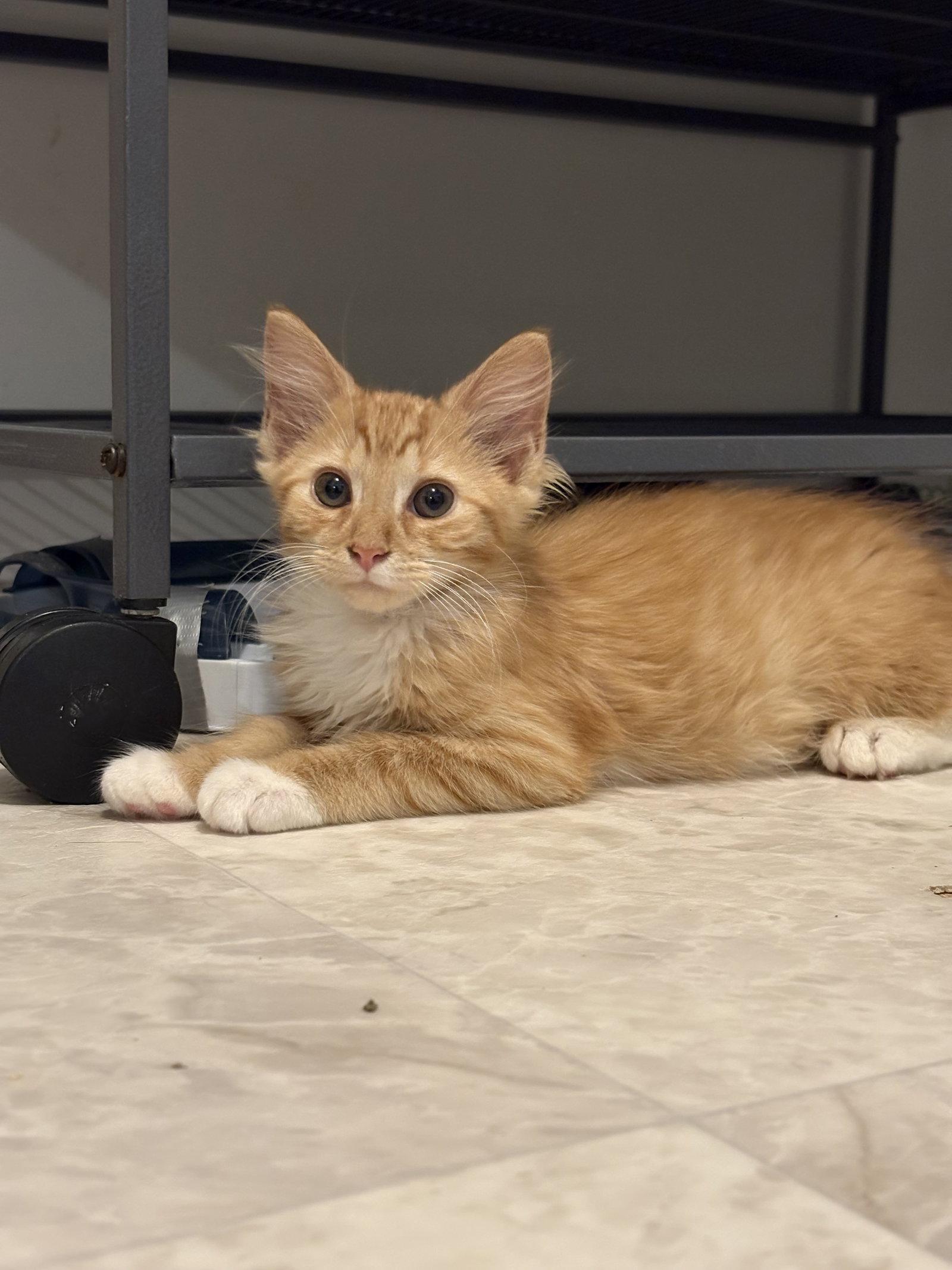 Enlarge Soolya, a Adoptable Domestic Medium Hair in Seaford, DE image 2/2