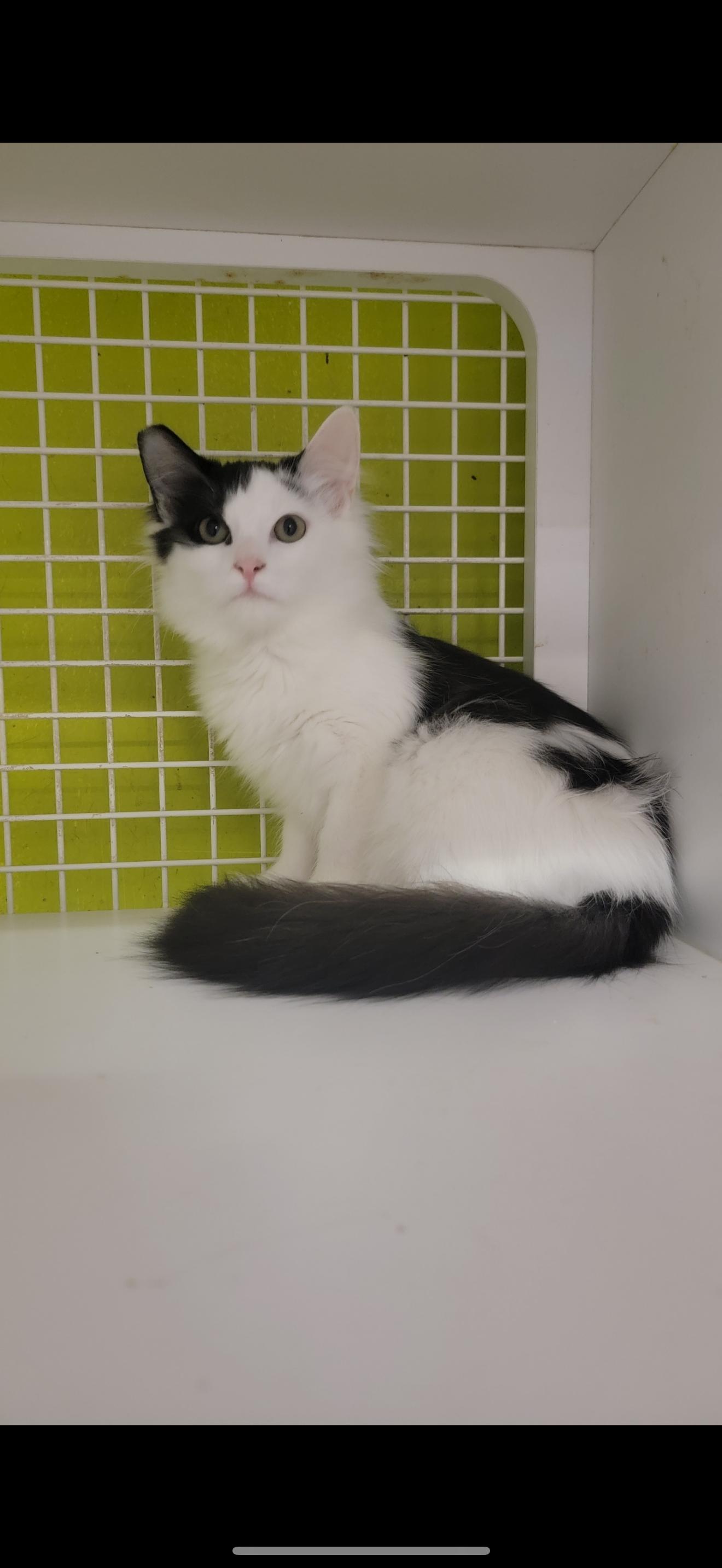 Enlarge Party Plan!, a Adoptable Tuxedo in Las Vegas, NV image 1/1