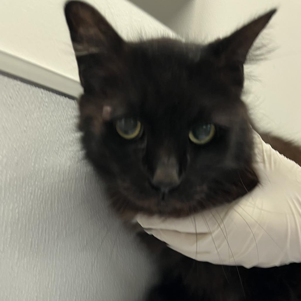 Midnight — thumbnail 3