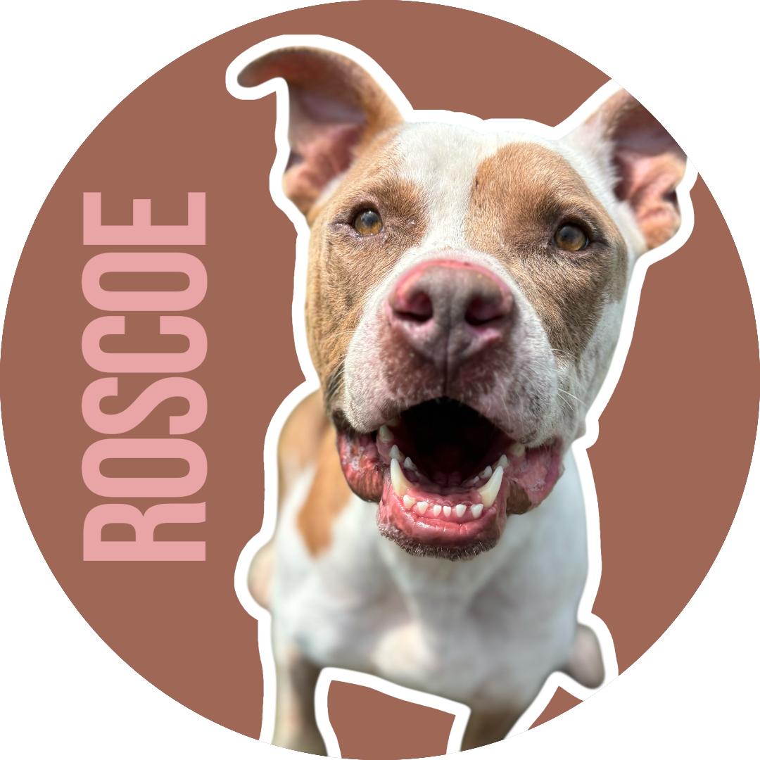 Enlarge Roscoe, a Adoptable American Staffordshire Terrier in Grand Junction, CO image 1/6