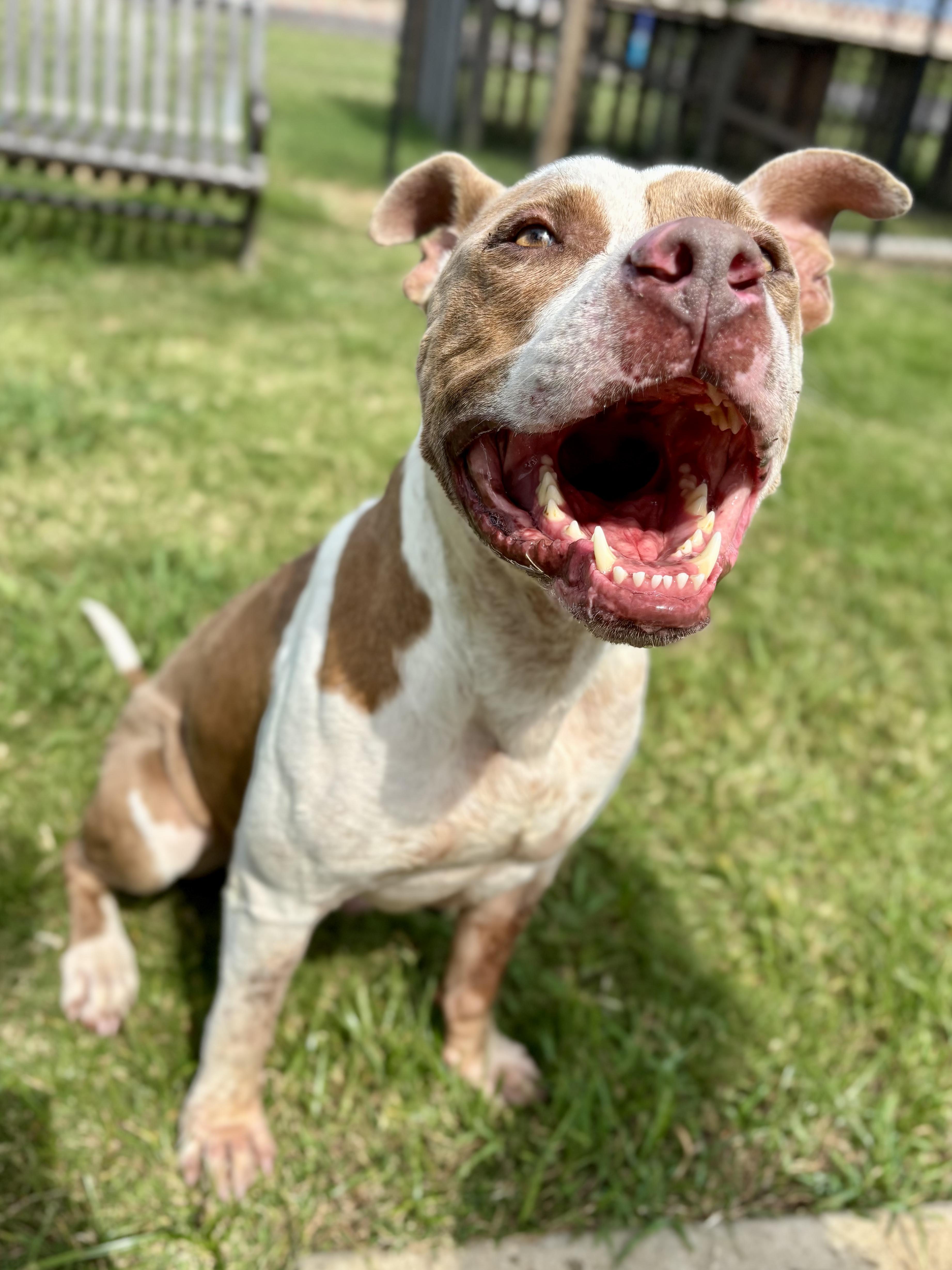 Enlarge Roscoe, a Adoptable American Staffordshire Terrier in Grand Junction, CO image 5/6