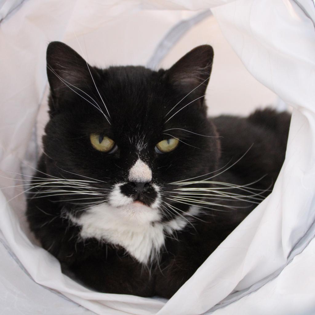 Ludo, Adoptable, Adult Female Domestic Short Hair.