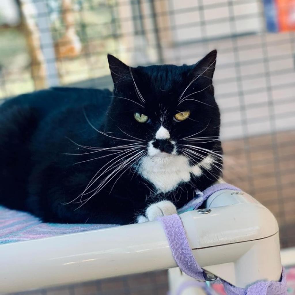 Enlarge Ludo, a Adoptable Domestic Short Hair in Salt Lake City, UT image 2/6