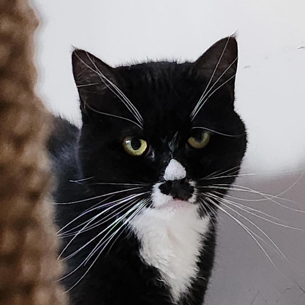 Enlarge Ludo, a Adoptable Domestic Short Hair in Salt Lake City, UT image 3/6