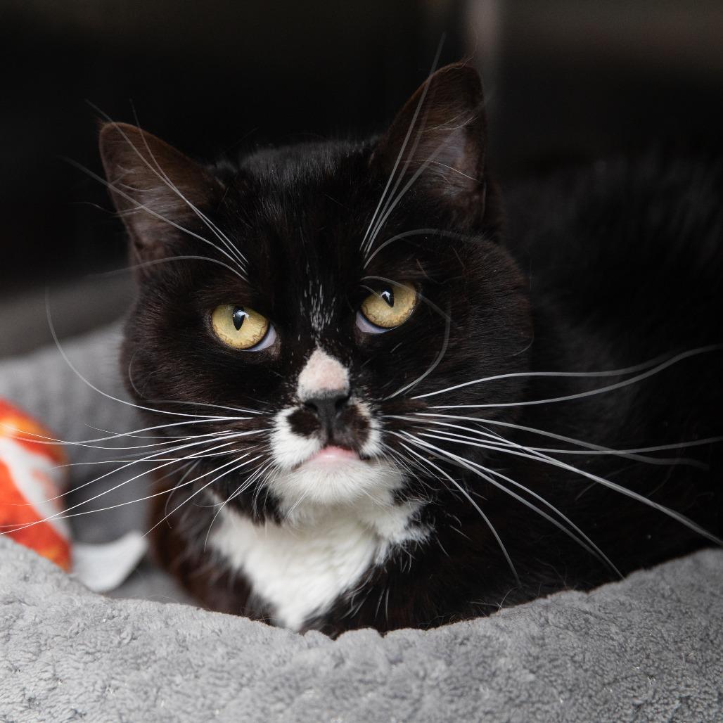 Enlarge Ludo, a Adoptable Domestic Short Hair in Salt Lake City, UT image 5/6