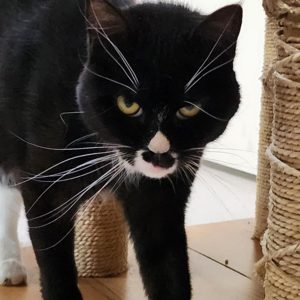 Enlarge Ludo, a Adoptable Domestic Short Hair in Salt Lake City, UT image 6/6