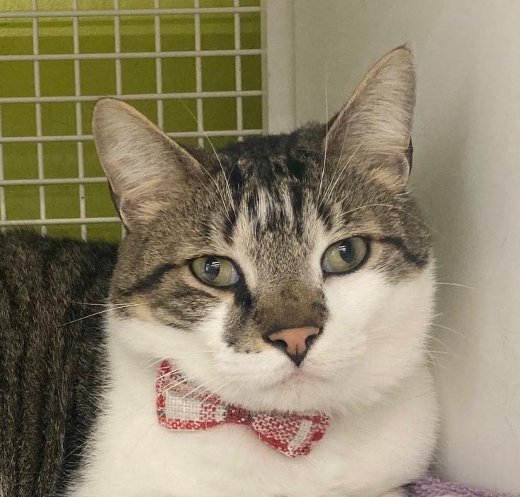 Henry, Adopted, Adult Male Domestic Short Hair.