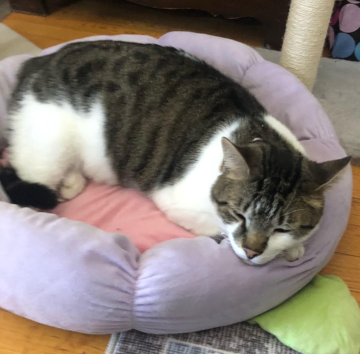 Enlarge Henry, a Adopted mixed breed in Bridgeport, CT image 3/3