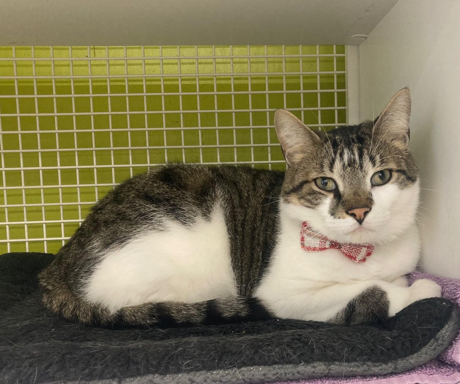 Enlarge Henry, a Adopted mixed breed in Bridgeport, CT image 2/3