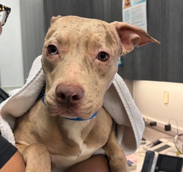 Enlarge Graggle, a Adoptable mixed breed in San Diego, CA image 1/1