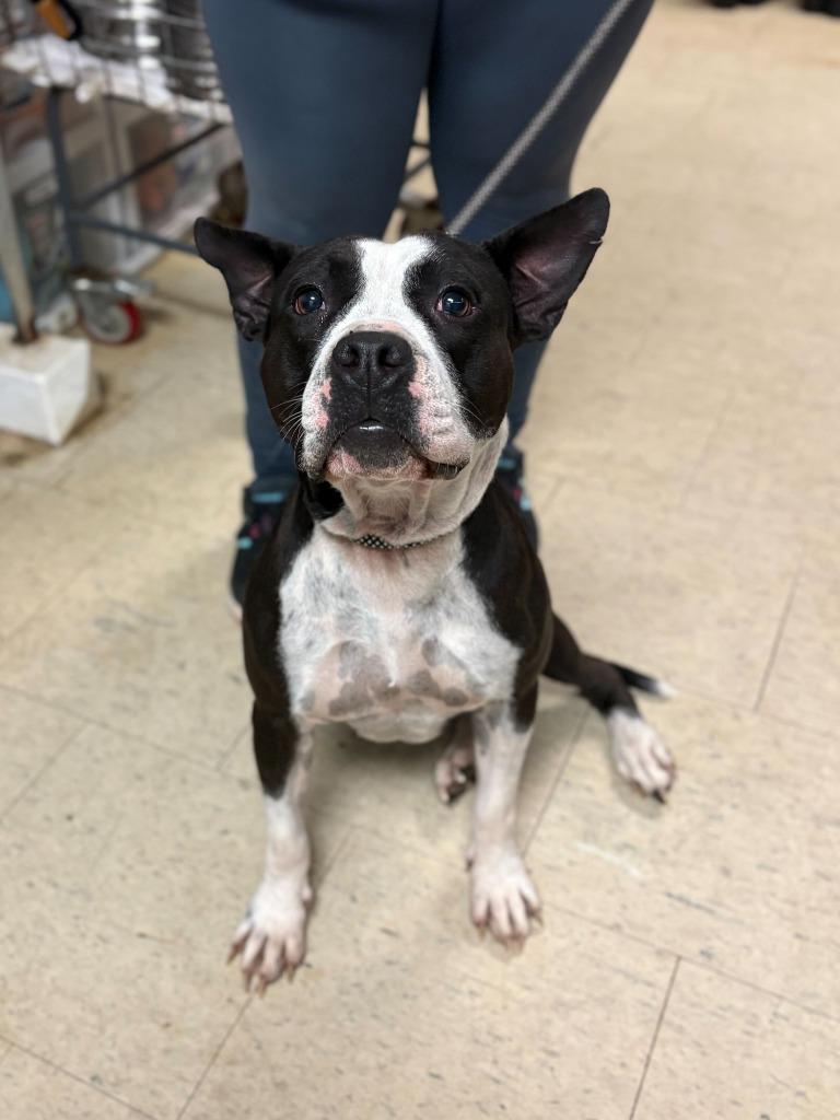 Nova Lee, Adoptable, Adult Female Pit Bull Terrier & Mixed Breed.