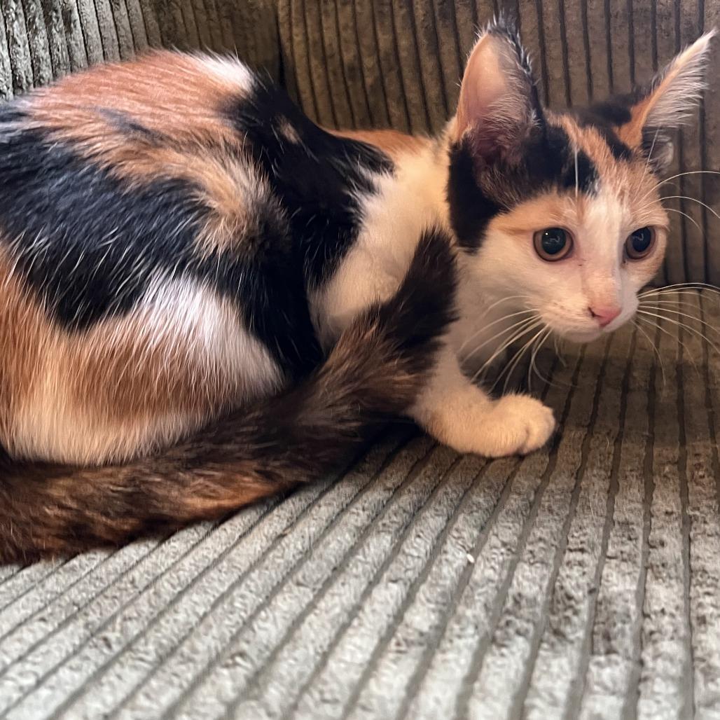 Lou Lou, Adoptable, Young Female Domestic Short Hair.