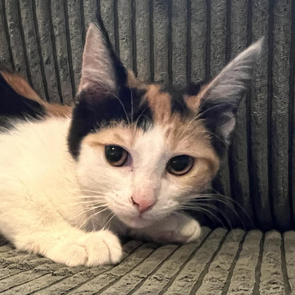 Lou Lou, Adoptable, Young Female Domestic Short Hair.