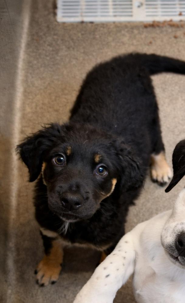 Enlarge Zeya, a ADOPTABLE mixed breed in Rome, GA image 1/1