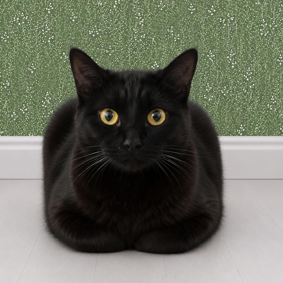 Enlarge Ring Leader, a Adoptable Domestic Short Hair in Morganton, NC image 1/2