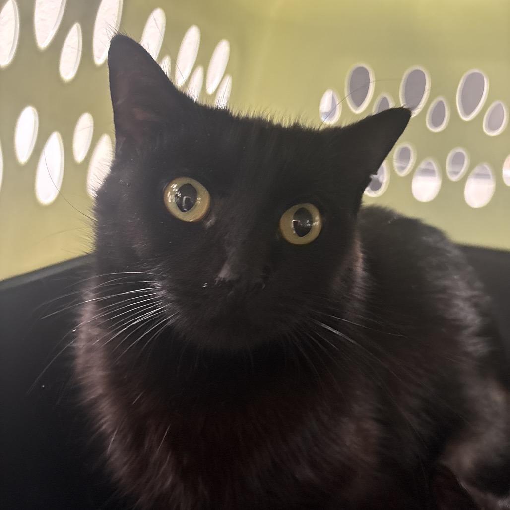 Enlarge Ring Leader, a Adoptable Domestic Short Hair in Morganton, NC image 2/2