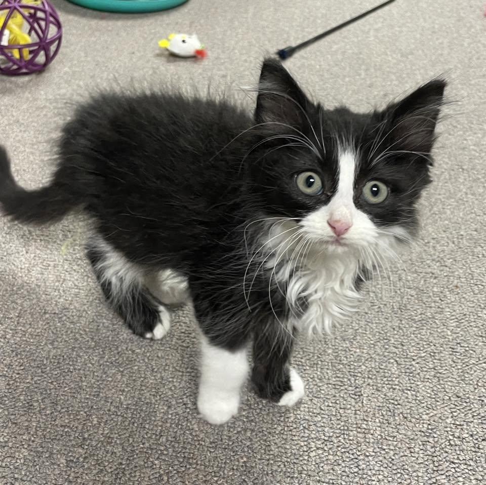 Enlarge Poncho, a Adoptable Domestic Long Hair in Sterling Heights, MI image 3/4