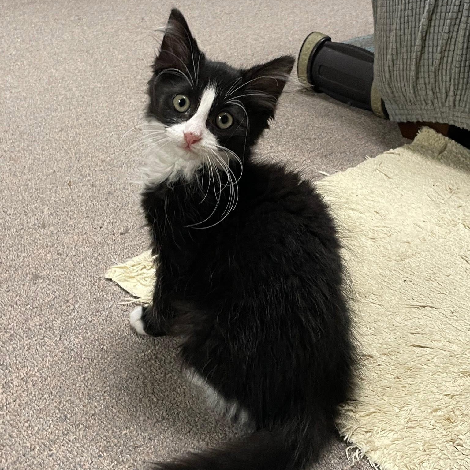 Enlarge Poncho, a Adoptable Domestic Long Hair in Sterling Heights, MI image 2/4