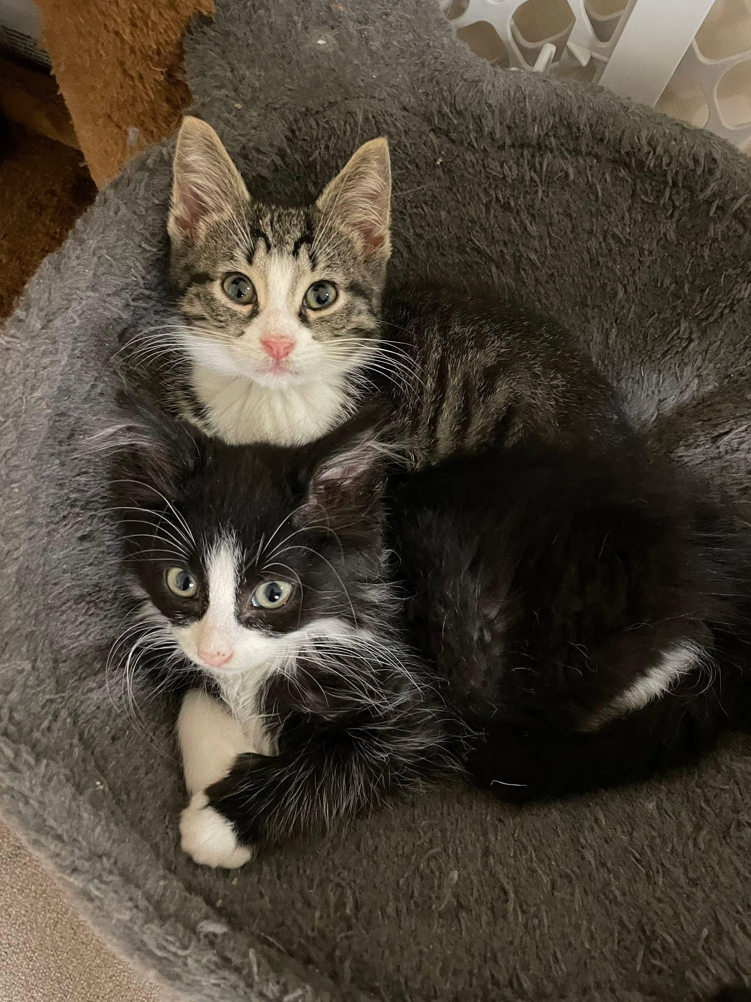 Enlarge Poncho, a Adoptable Domestic Long Hair in Sterling Heights, MI image 4/4