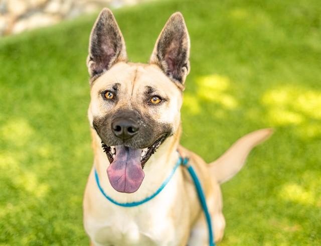 OAT, Adoptable, Young Female German Shepherd Dog & Husky.