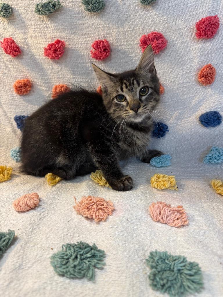 Enlarge Mycroft Holmes, a Adoptable mixed breed in Denham Springs, LA image 1/2