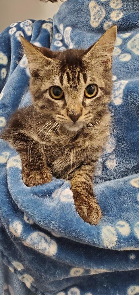 Enlarge Mycroft Holmes, a Adoptable mixed breed in Denham Springs, LA image 2/2