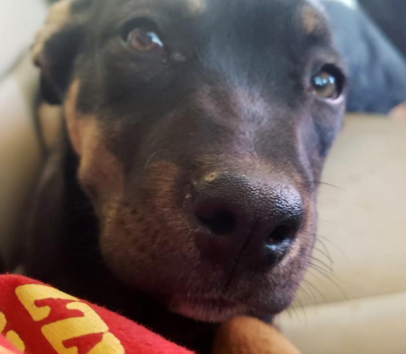 Enlarge Hazel, a Adoptable mixed breed in Redlands, CA image 1/6