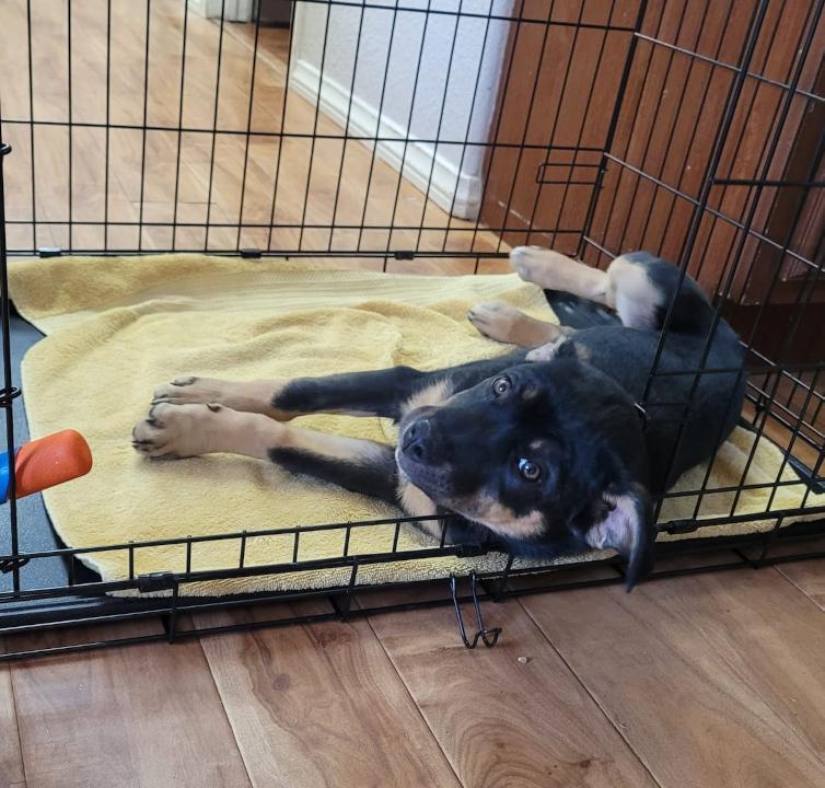 Enlarge Hazel, a Adoptable mixed breed in Redlands, CA image 2/6