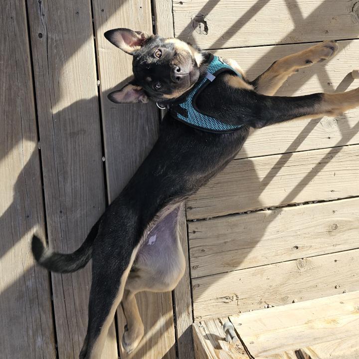 Enlarge Hazel, a Adoptable mixed breed in Redlands, CA image 3/6