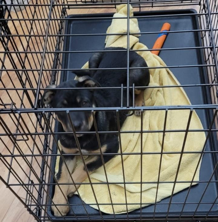 Enlarge Hazel, a Adoptable mixed breed in Redlands, CA image 5/6