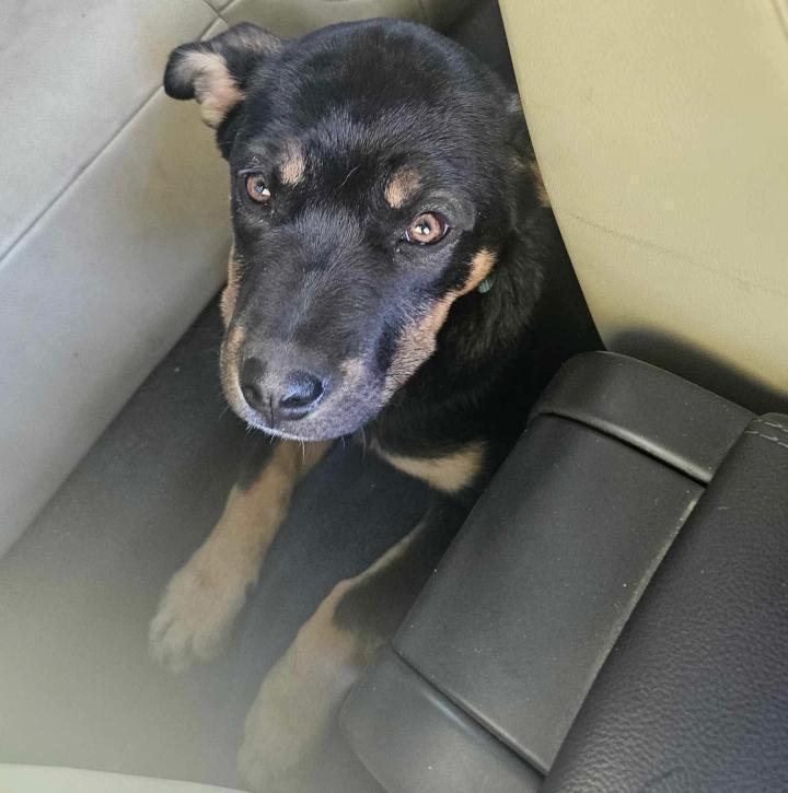 Enlarge Hazel, a Adoptable mixed breed in Redlands, CA image 6/6