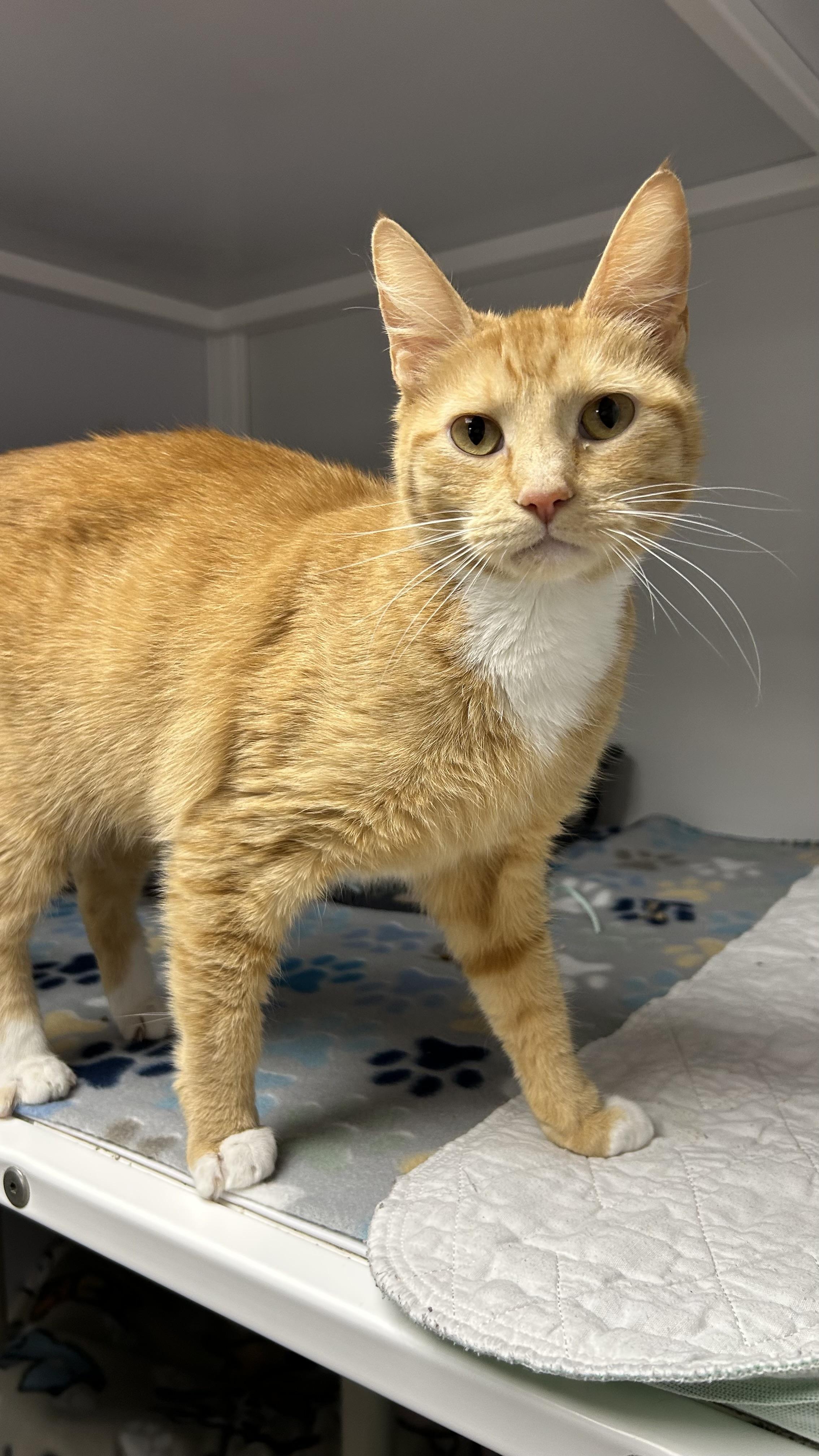 Gwyn, ADOPTABLE, Adult Female Domestic Short Hair.