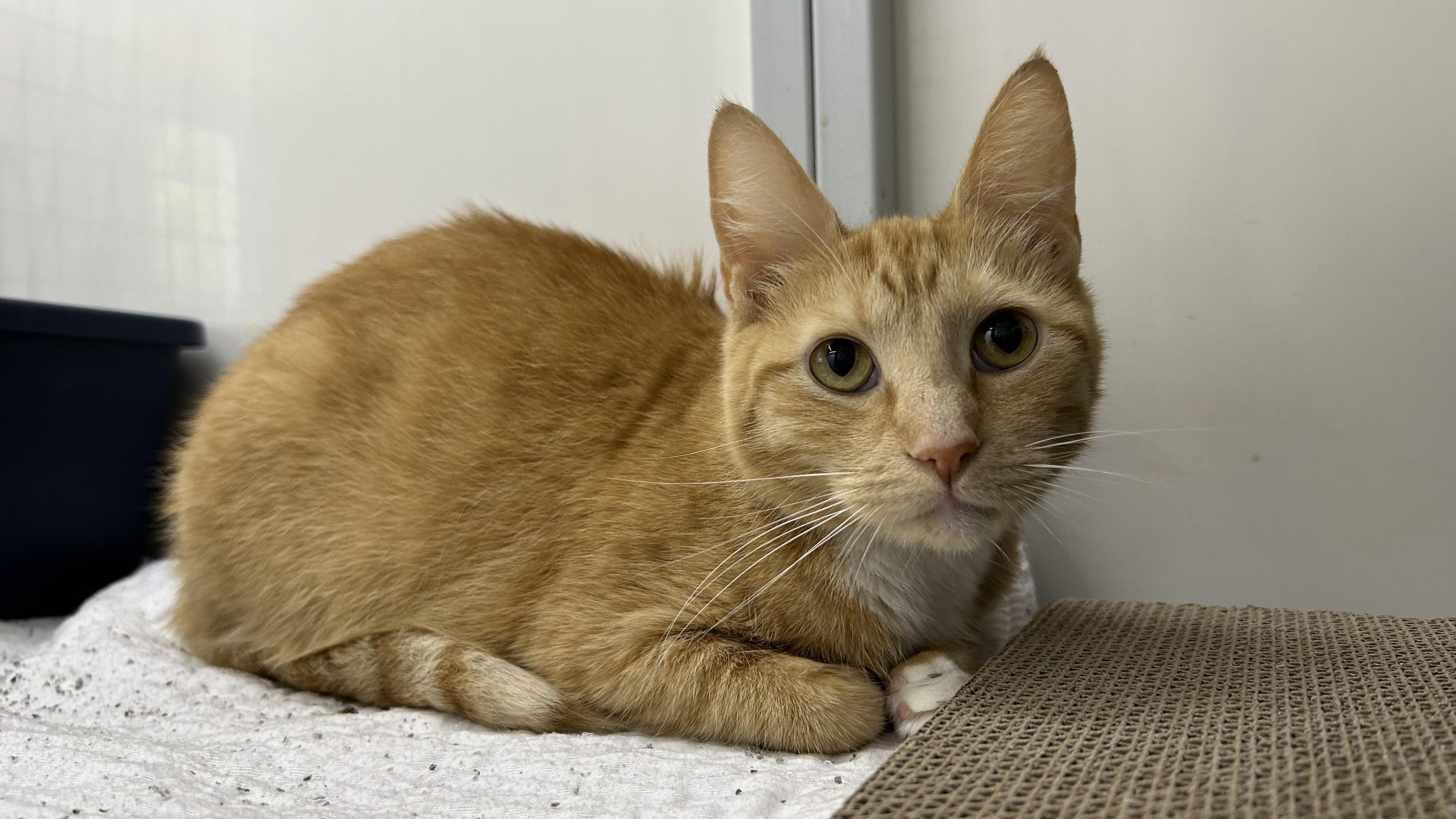 Enlarge Gwyn, a ADOPTABLE Domestic Short Hair in White Oak, PA image 2/2