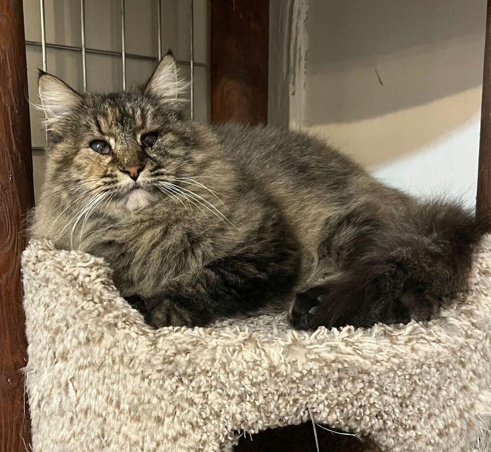 Enlarge Raya, a Adoptable Domestic Medium Hair in McPherson, KS image 1/2