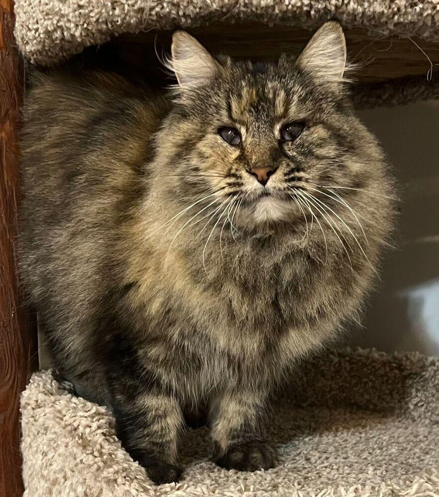 Enlarge Raya, a Adoptable Domestic Medium Hair in McPherson, KS image 2/2