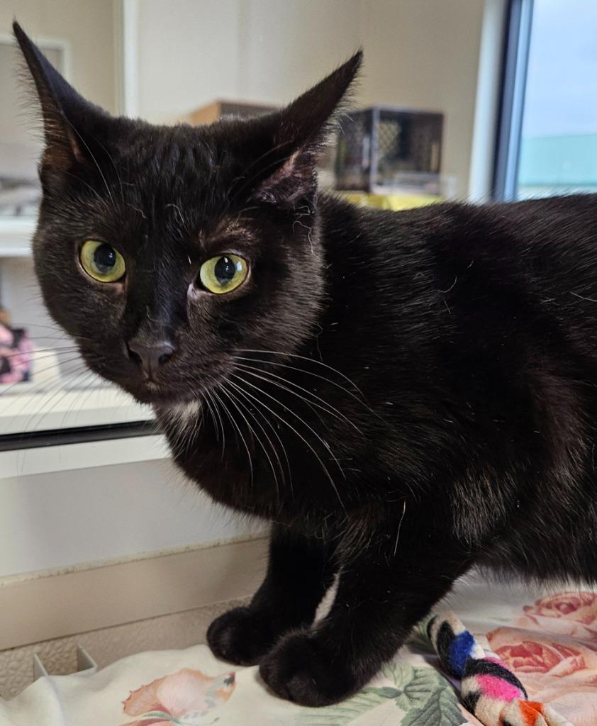 Enlarge Habanero, a Adoptable mixed breed in Fremont, OH image 1/1