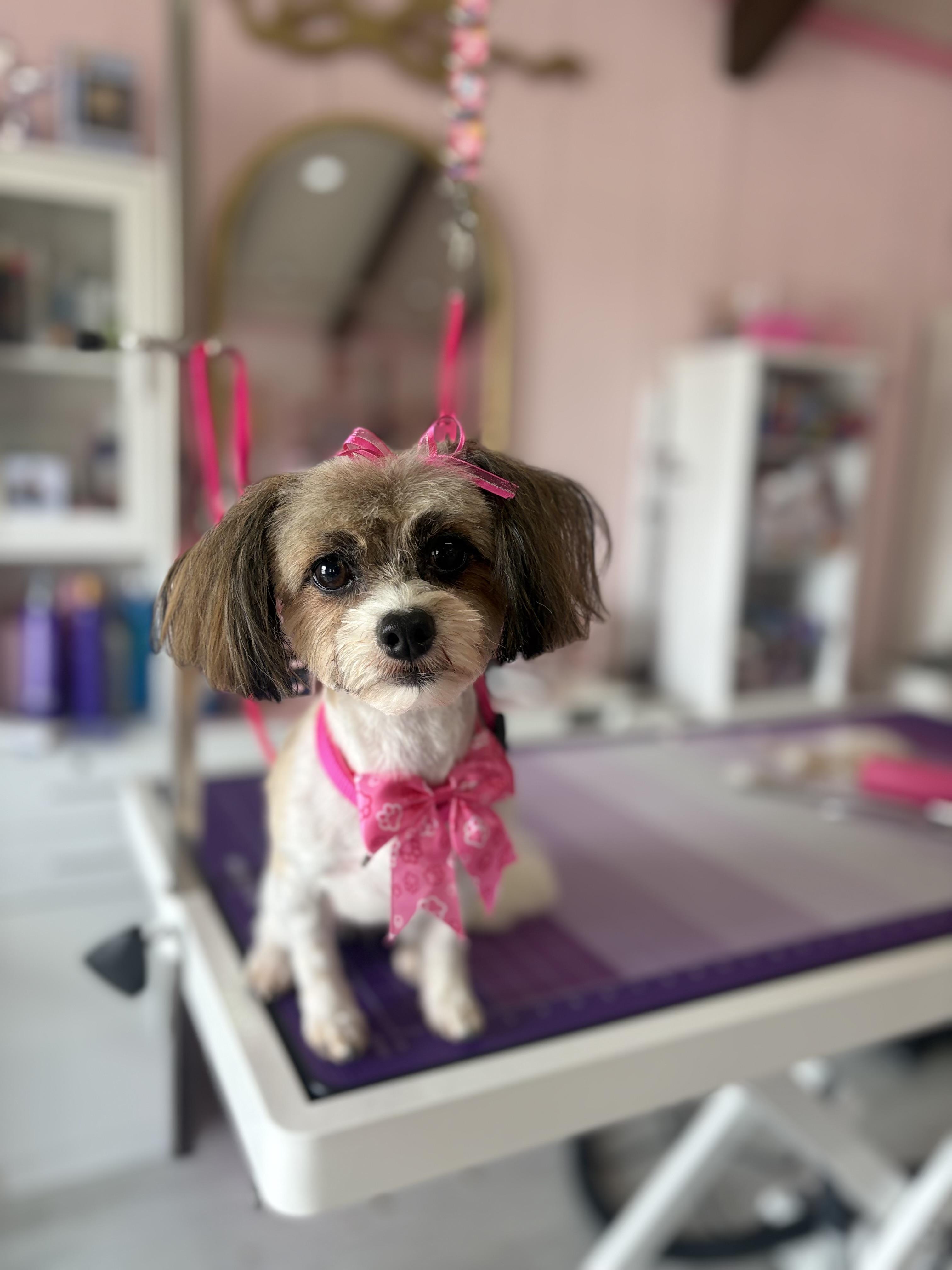 Minnie, adopted, Adult Female Shih Tzu.