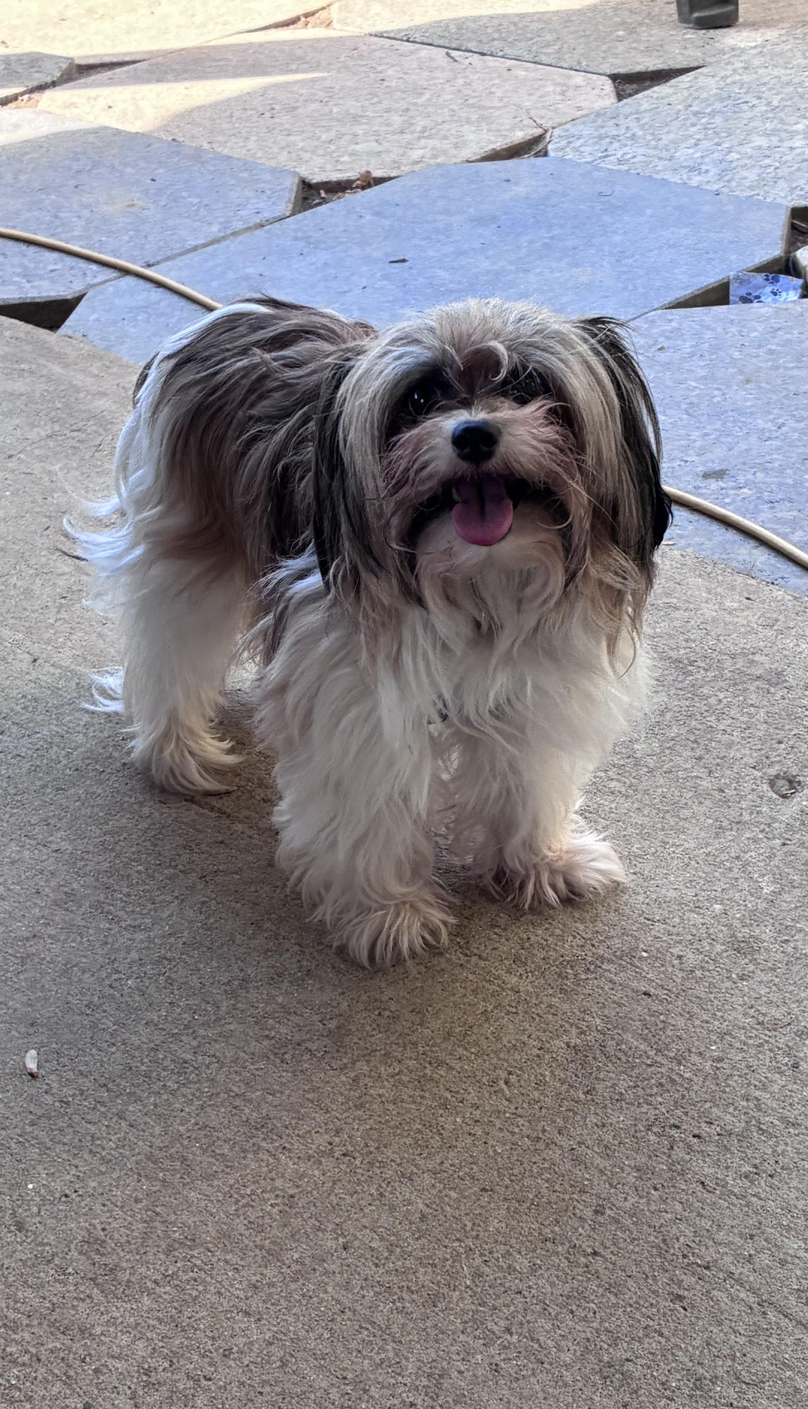 Enlarge Minnie, an adopted Shih Tzu in Lincoln University, PA image 2/4