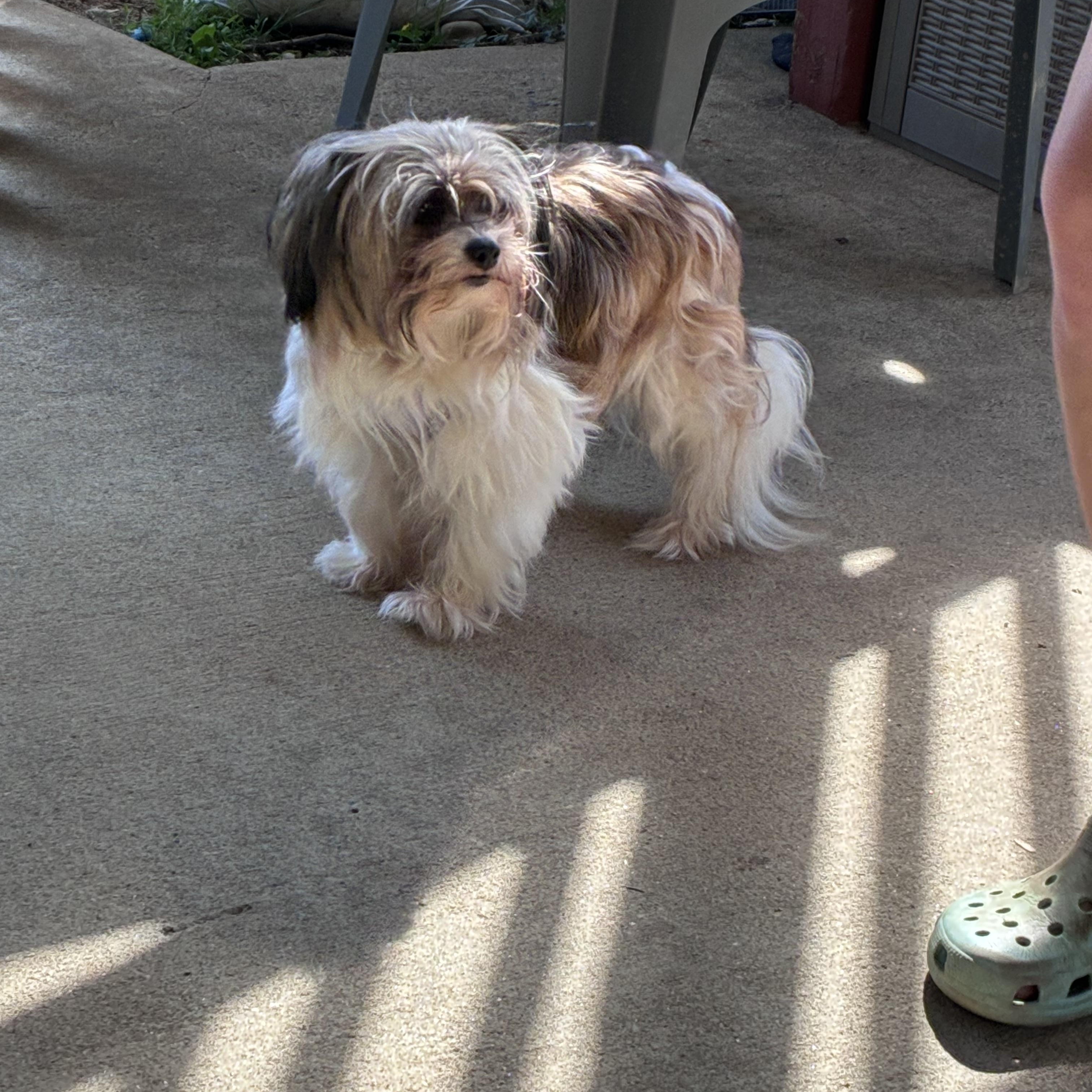 Enlarge Minnie, an adopted Shih Tzu in Lincoln University, PA image 3/4