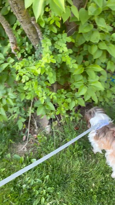Enlarge Minnie, an adopted Shih Tzu in Lincoln University, PA video 4/4