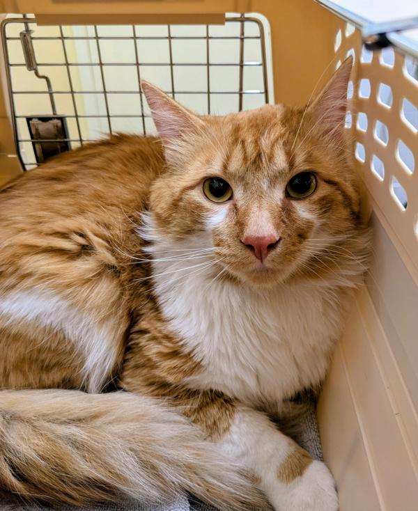 Enlarge Kayser, a Adoptable mixed breed in Sechelt, BC image 1/1