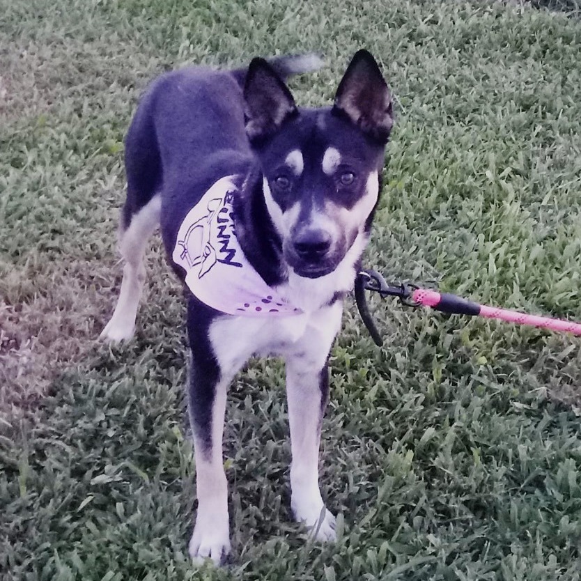 Jasmine, a Adoptable mixed breed in Huntington, NY image 1/10