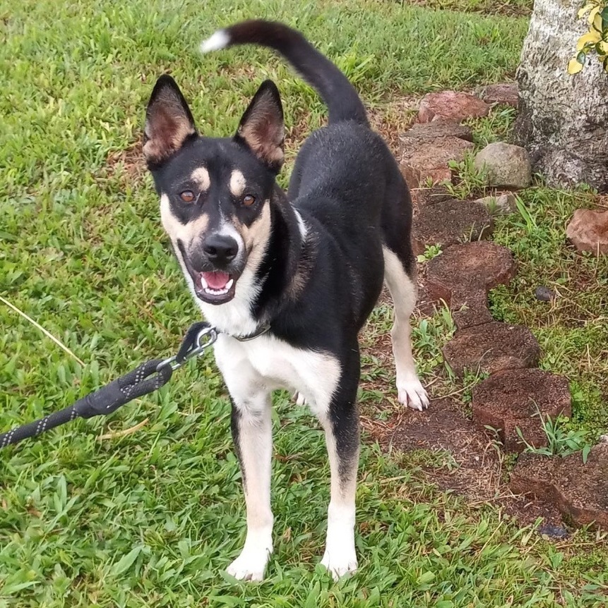 Jasmine, a Adoptable mixed breed in Huntington, NY image 2/10