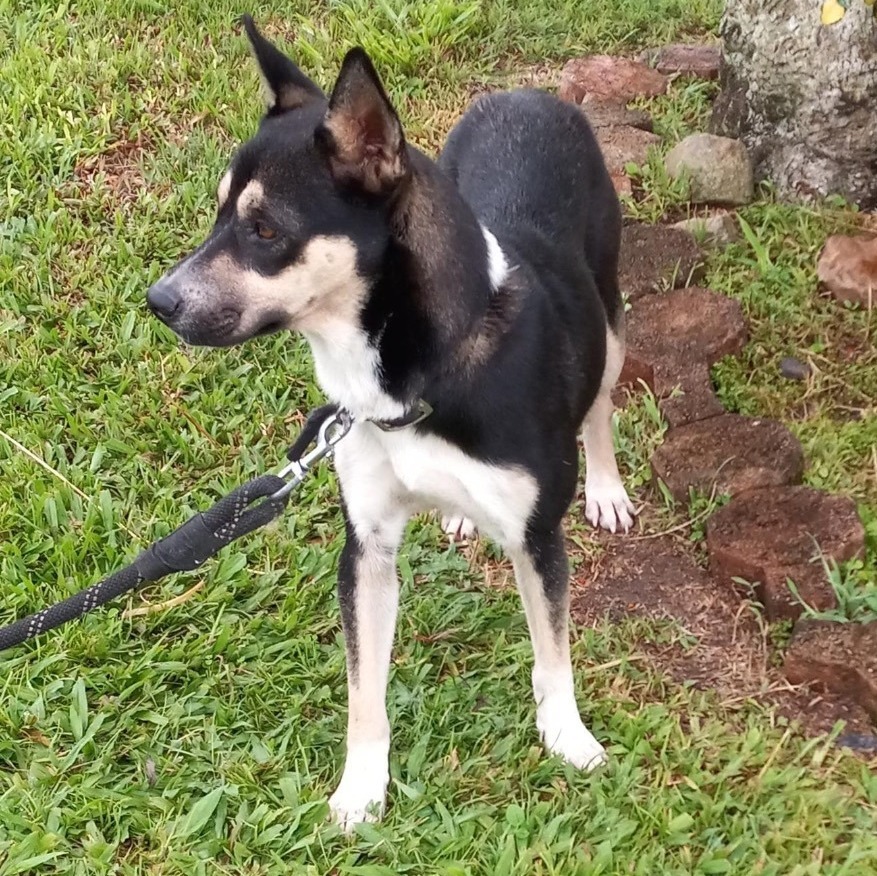 Jasmine, a Adoptable mixed breed in Huntington, NY image 3/10