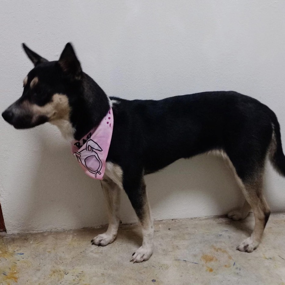 Jasmine, a Adoptable mixed breed in Huntington, NY image 4/10