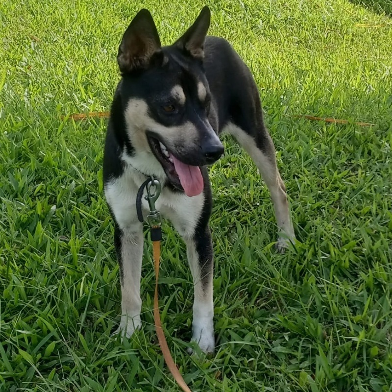 Jasmine, a Adoptable mixed breed in Huntington, NY image 5/10