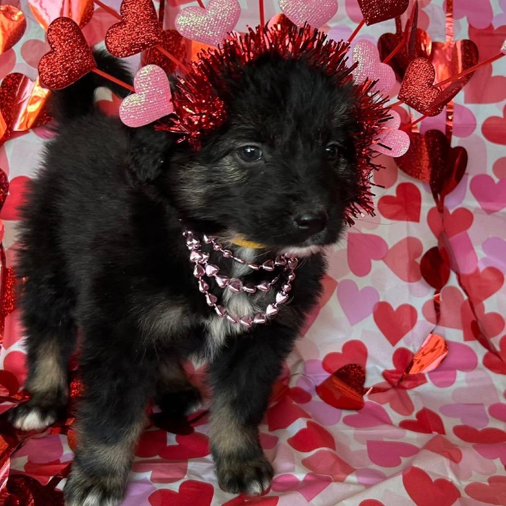 Enlarge Tetris, a Adoptable Mixed Breed in Jackson, MO image 1/4