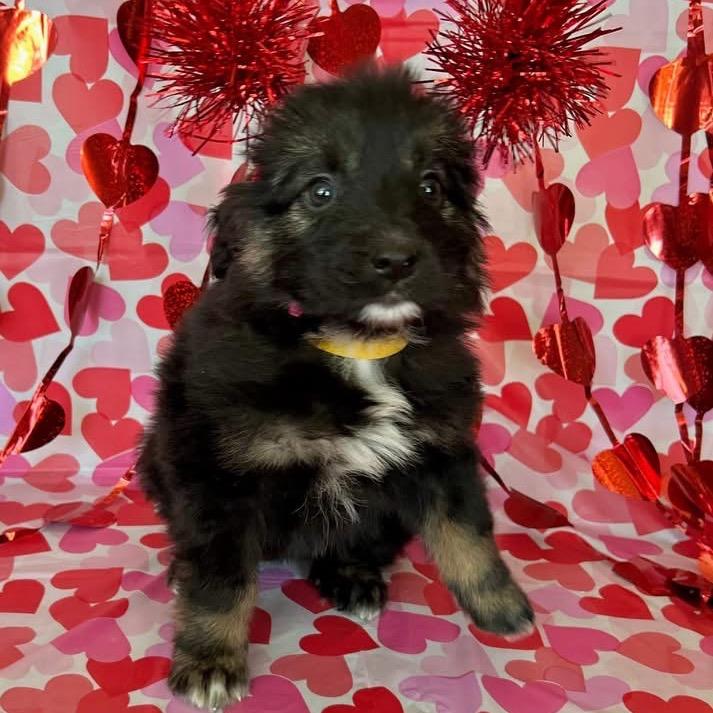 Enlarge Tetris, a Adoptable Mixed Breed in Jackson, MO image 3/4