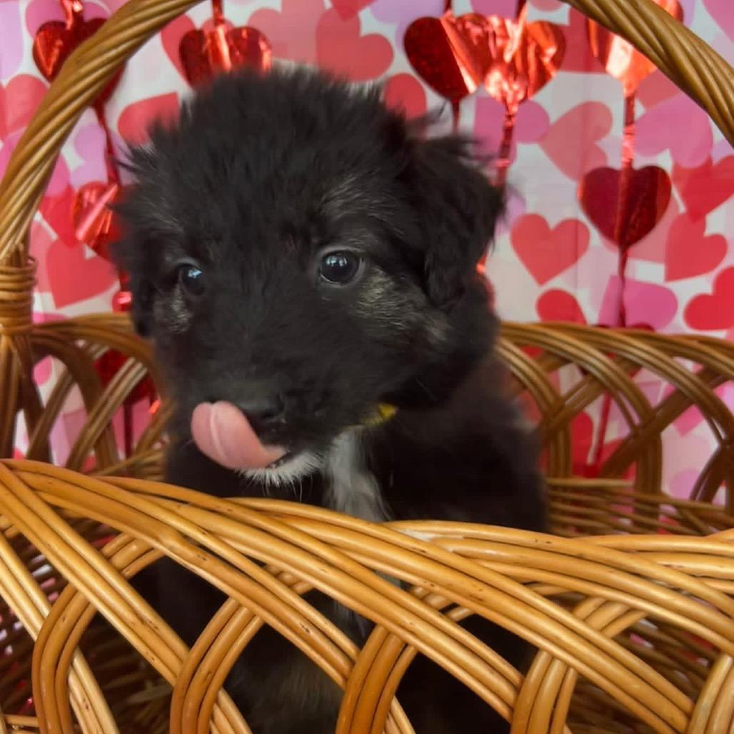 Enlarge Tetris, a Adoptable Mixed Breed in Jackson, MO image 4/4