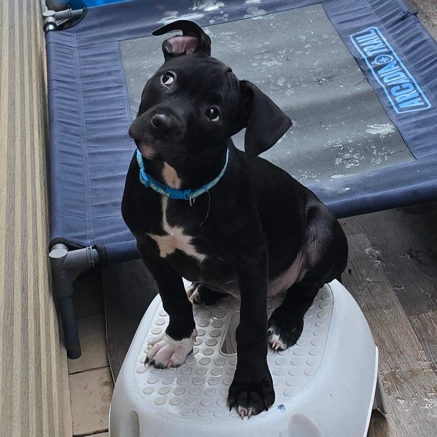 Enlarge Splash, a Adoptable mixed breed in St. Peters, MO image 1/6